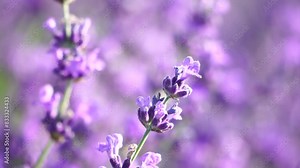 Lavender flower background with beautiful purple colors and bokeh lights. Blooming lavender in a field at sunset in Provence, France. Close up. Selective focus.