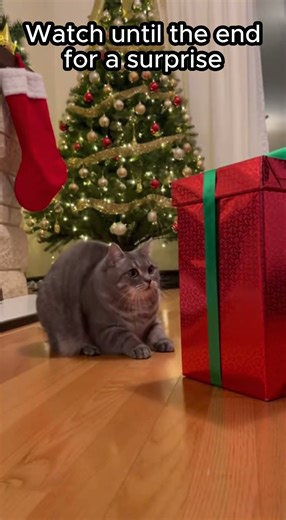 Cat opening xmas present (Watch till the end)