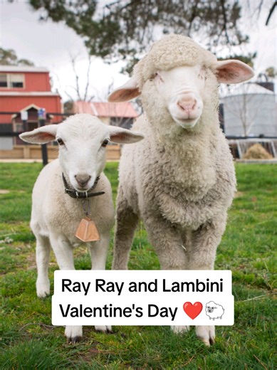 💘 This Valentine’s Day, we’re celebrating a love built on friendship and trust. 🐑 Ray Ray was born without eyes due to a genetic condition called anophthalmia. Thanks to one kind-hearted person who wanted a better future for her, Ray Ray was brought all the way from South Australia to Edgar’s Mission where love and care guide every day. By Ray Ray’s side is Lambini. They grew up together, forming a lasting bond. Lambini wears a bell so Ray Ray knows there is always a trusted friend nearby. It 