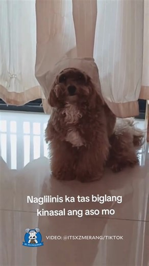 ‘I DOG’ 🐶💍 WATCH: A Hong Kong-based OFW brought good vibes online with a video of her 11-month-old Maltese-poodle mix, Tuktuk, who looked like a “bride” with the curtain on its head. Uploader Jomera Anas told the Inquirer she was cleaning when she noticed her dog sitting under the curtain with an adorable look on its face. She also shared that Tuktuk is her sweet, friendly, and cheerful companion, whose presence eases her homesickness. Meanwhile, social media users were charmed by the bride an