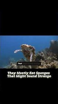 Hawksbill sea turtle