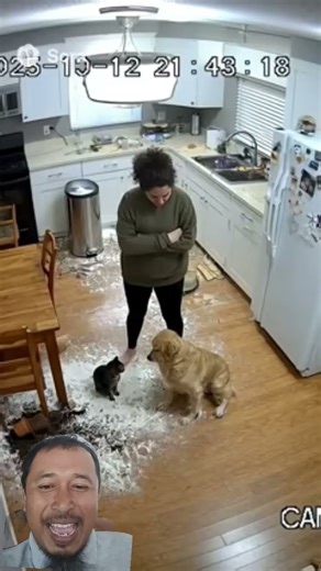 cat : the culprit dog #cat #cats #dog