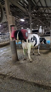401K views · 10K reactions | Hauling bales and scratching cows | IowaDairyFarmer | Facebook