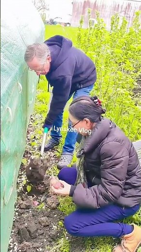 🌱 Planting Red Potatoes 🌱