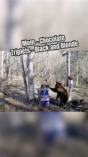 3 Colors of Bear in 1 Family 🐻😳 #bearcamp #blackbear