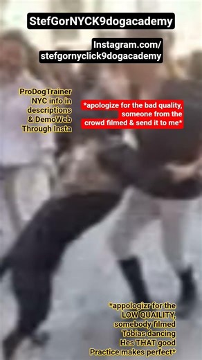 Dancing SD Dog sorry4badquality #dogtrainer #funny #training #nyc #dog #puppy #music #dance #nature
