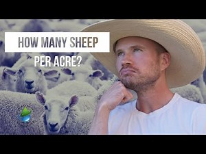 How Many Sheep Can I Have Per Acre?