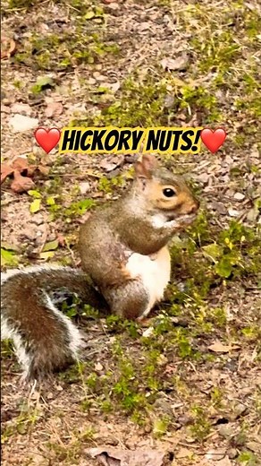 Squirrels Love Hickory Nuts! #nature #wildlife #cute