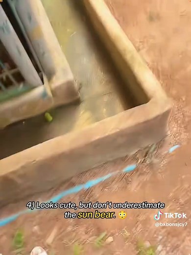 Hilarious Zoo Pranks Featuring Tigers and Bears