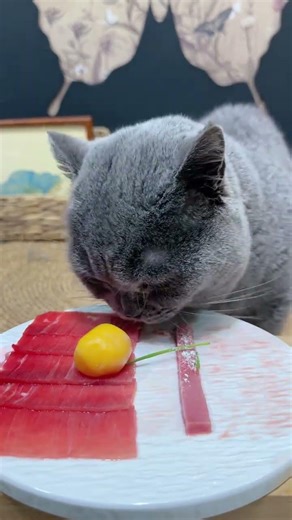 Live! Watch My Cat Eat Raw Meat & Bones - Real-Time Feeding Session