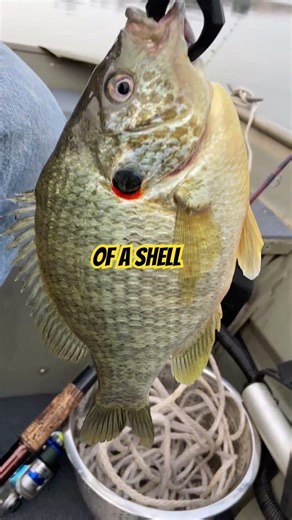 Shellcracker Time In TENNESSEE! | PANFISHING #thenextcast #fishing