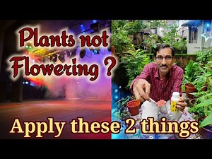 Plants are not flowering ? Apply these two things and see the results