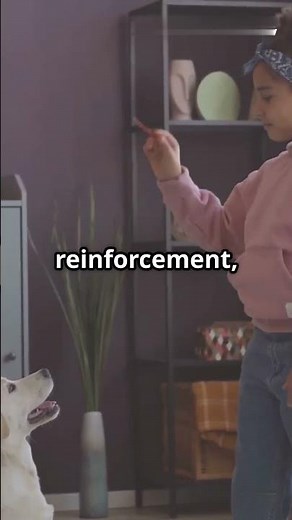 Pug Dogs: Everything You Need to Know!