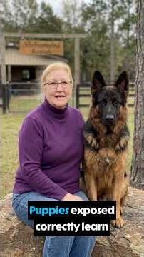Puppy Socialization Mistakes That Create Future Problems
