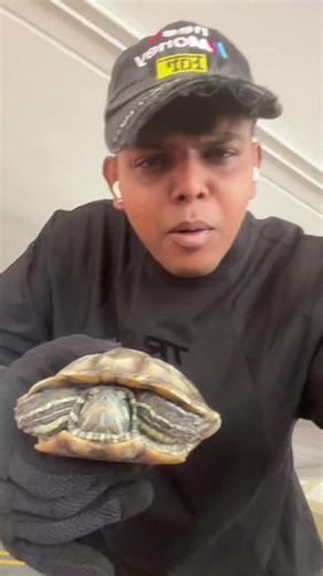 Cute Turtle Encounter Under My Bike