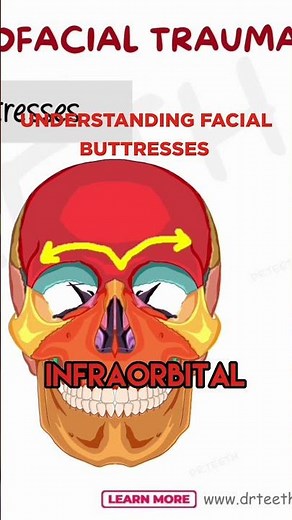 Understanding Facial Buttresses: Key Structures