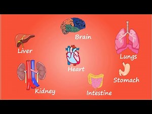 Organ Systems of the Human Body | Human Organ System in Hindi | kids video | शरीर के आंतरिक अंग |