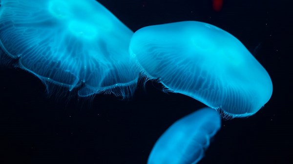 New deep-sea jellyfish species discovered off Japan's coast