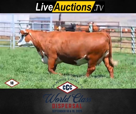 Churchill Cattle Company - World Class Dispersal ⏰ September 18th, 2025 at noon ⏰ September 19th, 2025 at 10:00 AM At the ranch in Manhattan, Montana  Over 500 head sell Click the link to check out more information on Lot 18 and her friends - this is a set you are not going to want to miss!  https://liveauctions.tv/auction/4749/detail Be sure to register early whether you are joining us in person or online - you can use your number either way! | LiveAuctions.TV | Facebook