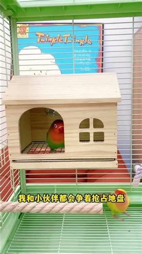 This wooden birdhouse is suitable for all seasons; it's convenient for parrots to rest and lay eggs