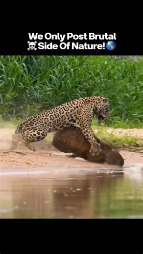 Brutality of Nature — The Wild’s Dark Side on Instagram: "🐆🩸 Jaguar vs. Capybaras — Apex Predator in Action! ⚡🌊 Seeing a jaguar hunt is rare… but witnessing one on a beach, stalking a family of capybaras? This is pure wildlife mastery. After 30 minutes of stealth and patience, the jaguar strikes — and this time, it was the father capybara's turn. 💥 Stealth & Precision: Every muscle tensed, every step calculated 🦦 Family Targeted: From six to three — surviv