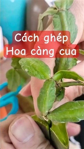 Instructions for Grafting Multi-Colored Crab Flower Plants - Anyone Can Do It! 🌵🌸