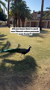 📍Sahuaro Ranch Park, Glendale Arizona (Northwest suburb of Phoenix) We love a good family park and this one is soo cool! There are peacocks running wild, and you can tour the grounds and gardens of this old ranch. 🅿️ Free 🚽 Bathrooms available 🌳 Lots of ramadas and picnic tables to have a lunch! 🧒 3 playgrounds and sports fields 🐕 there’s also a dog park there It’s so beautiful and peaceful, the kind of park you could relax and read a book, enjoy a walk or set up a canvas and paint a pictu
