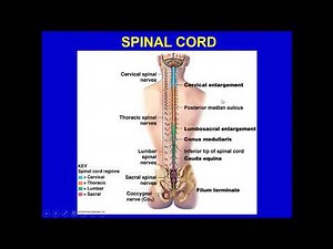 ANATOMY & PHYSIOLOGY-1-CHAPTER 12-SPINAL CORD, SPINAL NERVES, AND SPINAL REFLEXES