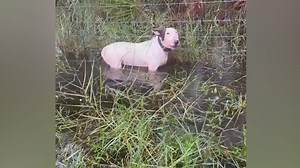 470K views · 4.4K reactions | HEARTBREAKING VIDEO : As the trooper inched near the dog, water from heavy rains rose above the dog's legs, nearing its chest. Read more: https://bit.ly/3ZYOZVb | WFLA News Channel 8 | Facebook