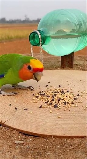 Amazing Creative innovative bird trap 🦜 Catch birds easily now #birdwatching #nature #diy