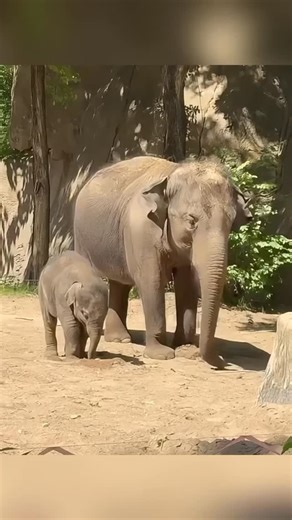 The process of a baby elephant taming its trunk.2#animals #shorts #youtubeshorts #elephant #cute | More Aboutall