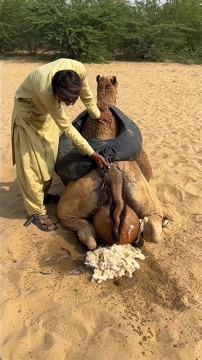 إنه يفرغ الماء من البندقية من أعلى الجمل ليغسل القطن الموضوع على الإناء