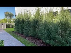 Arizona Sapphire Cypress/Cypress Tree/Evergreen Trees/Large Trees and Palms/The Tree Planters