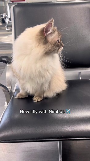 Flying with Nimbus: Traveling with a Siberian Cat on a Plane