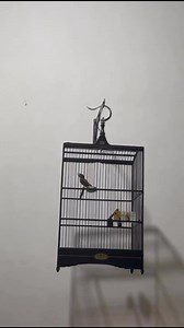 Alunan kicauan burung srdc coklat #kicaumania | Dunia Burung