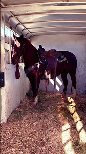 A HORSE 🐴#horse #wildlife #animals #shortvideo #vlog #shorts