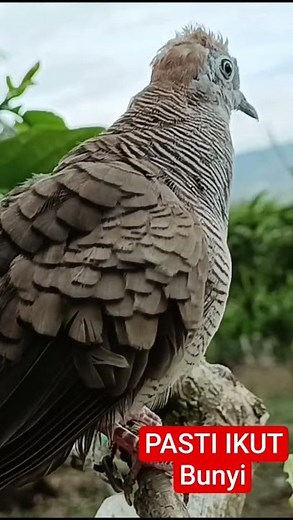 The Sound of Local Turtle Doves Attracting and Calling Opponents