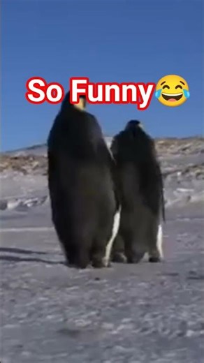 Penguin Falls Funny Moment😂 #funny #fall #collision #penguin