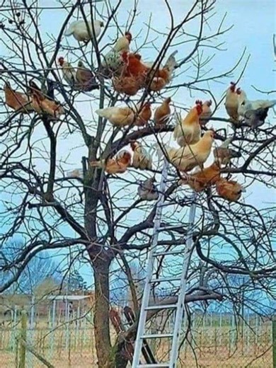 chickens in da tree | Chicken Screaming On Tree