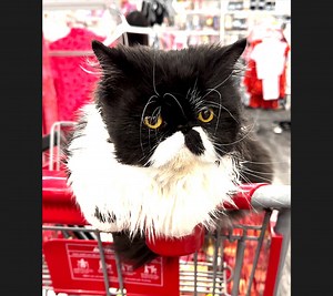 Cyrus & daddy human are a dynamic duo! From grocery shopping to adventures, we do it all together! 💖 | Cyrus