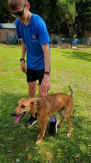 The Kloof and Highway SPCA truly has the BEST dog walking team in the world 🐾💛 On Saturday, our Tea Garden came alive with an adoption parade that was pure joy. Our dogs had so much fun meeting new people and showing off their personalities. Weeks of practice, lots of love and care, and a few baths later, every dog was ready to put their best paw forward. A special thank you to Judy for the beautiful handmade bandanas and to our incredible Dog Walking Team for everything you do. 💙Every walk b