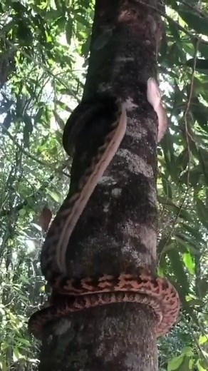 Nature Is Metal on Instagram: "No Sweat • 📽 by @zookeeper_dan Scrub python climbing a tree with ease. The amethystine python, named for the milky iridescent sheen on its scales, is the 6 largest snake in the world and the largest snake on the Australian continent. They are non-venomous, they kill their prey by constriction - a method employed by all snakes in the python family. Constriction essentially cuts off bloodflow (and therefore, oxygen) to the vital organs, leading to unconsciousness, f