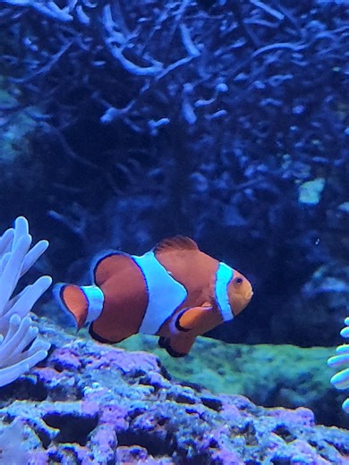 Dory y Nemo en la vida real ✨️ #nemo #findingnemo #dory #shedaquarium