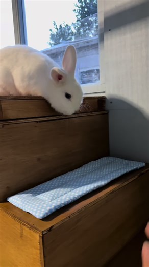cottontail_bunniesfield (@cottontail_bunniesfield)’s videos with original sound - cottontail_bunniesfield
