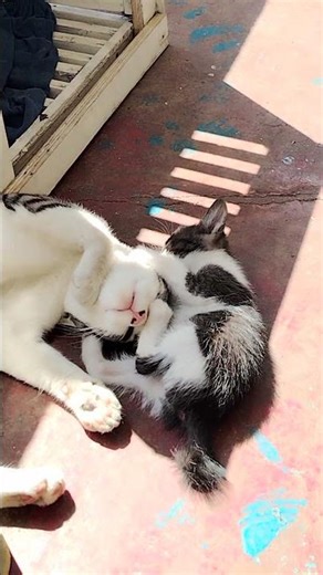 Simba Meets His New Brother 🐾 | Cute First Playtime Together #cat #kitty #tabby #catworld