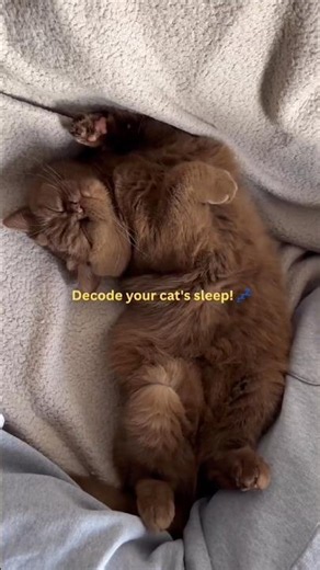 3 Cat Sleeping Positions & What They Secretly Mean! 🤫🐾#shorta #catbehavior #catfacts