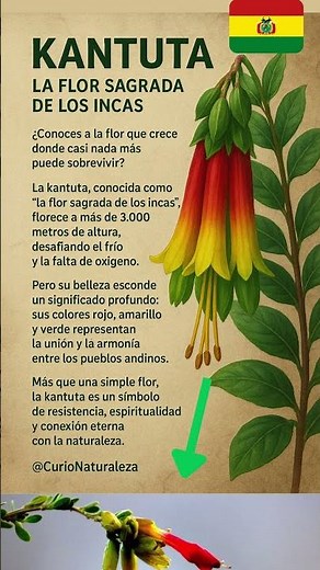 Kantuta: Flor Sagrada Andina #Kantuta #curionaturaleza #flores #bolivia