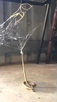 Snake Gets Trapped in Redback Spider's Web (Storyful, Crazy)