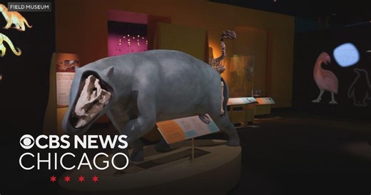 New Chicago Field Museum exhibit explores life after dinosaurs