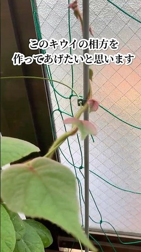 種からキウイの育て方🥝キウイは雄と雌で実ができます #家庭菜園 #野菜作り #再生栽培